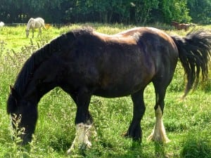 Healthy Horse, Happy Field